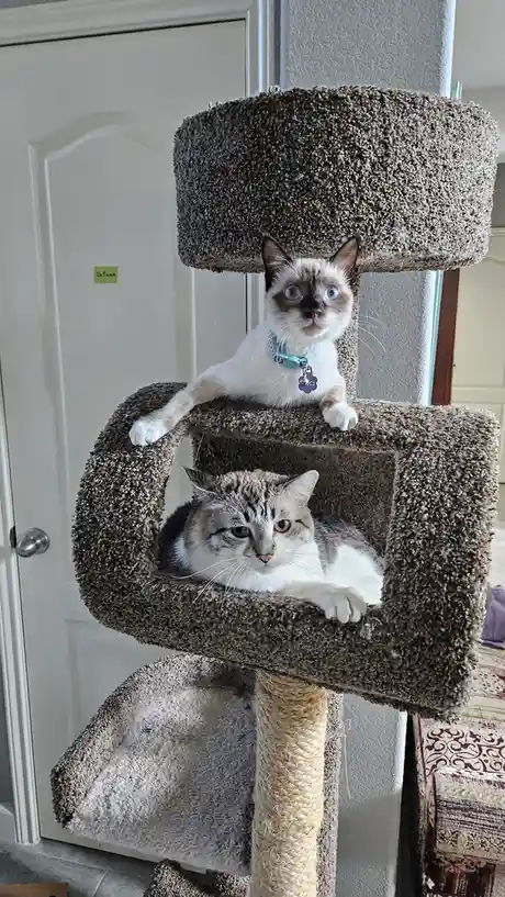 Two cats sit on different levels of a multi-tiered cat tree; the top cat, a Siamese with blue eyes and a light blue collar…
