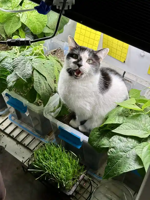 A black and white cat sits amidst potted green plants, including bean plants and grass, under a grow light, with its mouth…