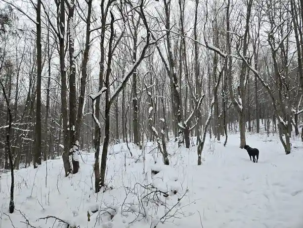 A black dog stands alone in a snowy, leafless forest, surrounded by bare trees covered in snow. The dog is looking off into…