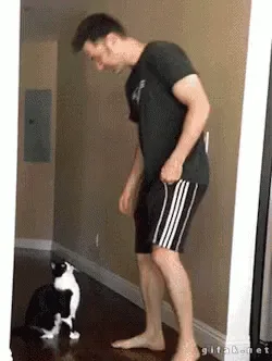 The Incredible Stretchy Cat!