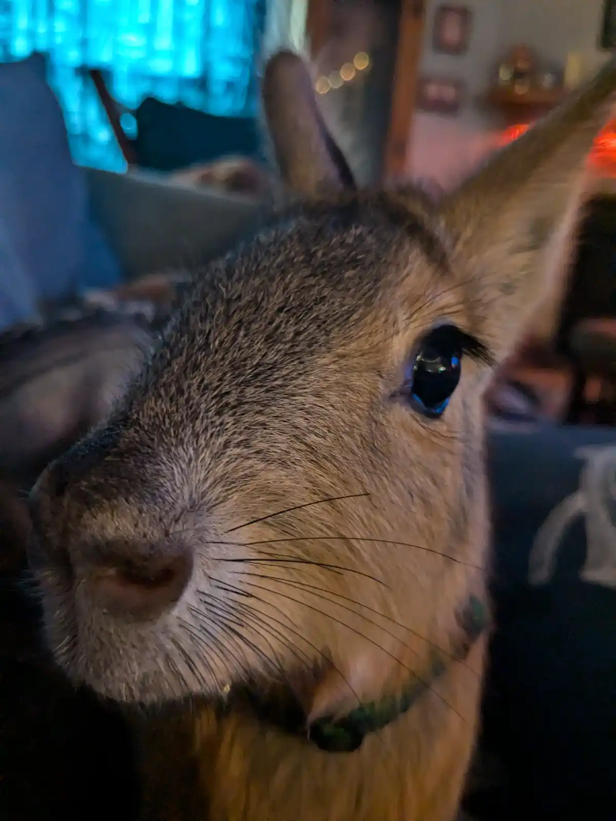 The Most Adorable Thing You Can Boop