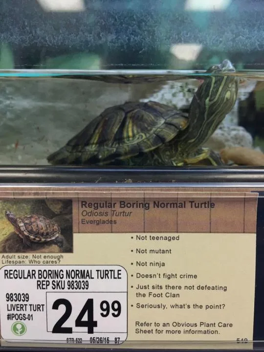 Just Go Ahead and Buy the Adorable Turtle