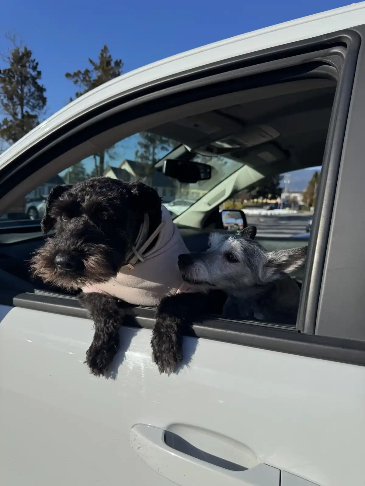 Two dogs are sticking their heads out of a car window; one black dog in a pink hoodie looks forward while a smaller gray dog…