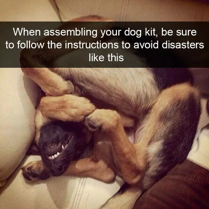A German Shepherd dog is curled up in a tight, awkward ball on a couch, with its head visible and mouth open in a wide…