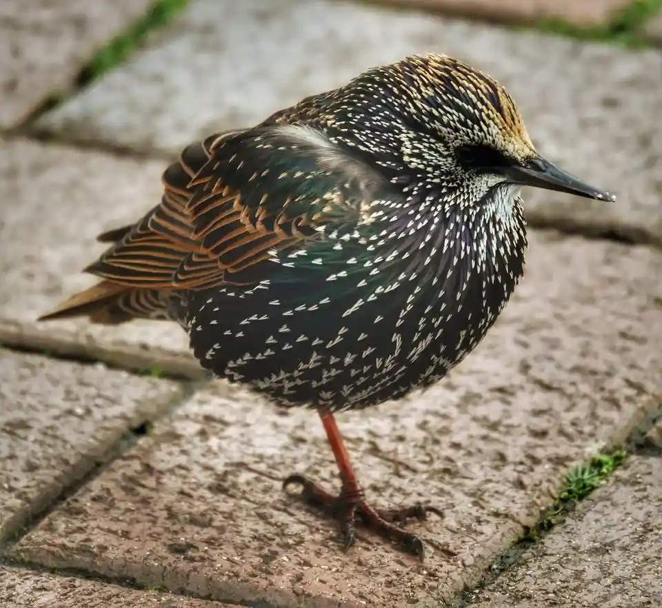 A close-up photo of a starling bird standing on a stone pavement, its feathers displaying iridescent black, green, and white…