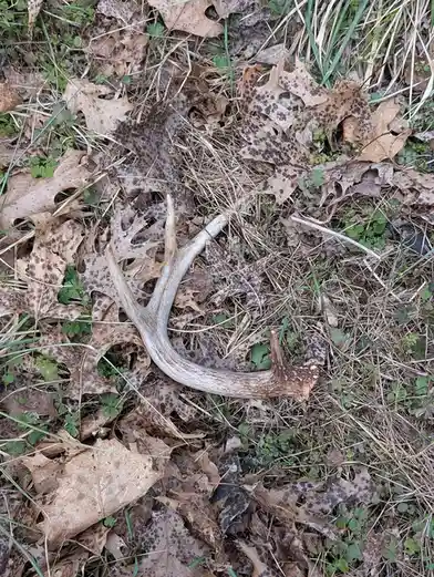 A single deer antler lies on a bed of dry, brown oak leaves and sparse green grass, with the overlaid text reading 'i found…