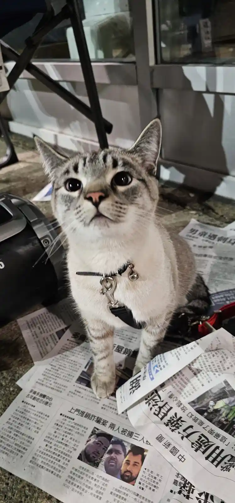 一只灰白虎斑猫戴着项圈，站在铺满中文报纸的地上，抬头直视镜头，表情无辜又呆萌。报纸上可见新闻标题和人物照片，旁边有黑色折叠椅和头盔。猫的神情与“被主人带去报社上班”的文字形成反差萌。