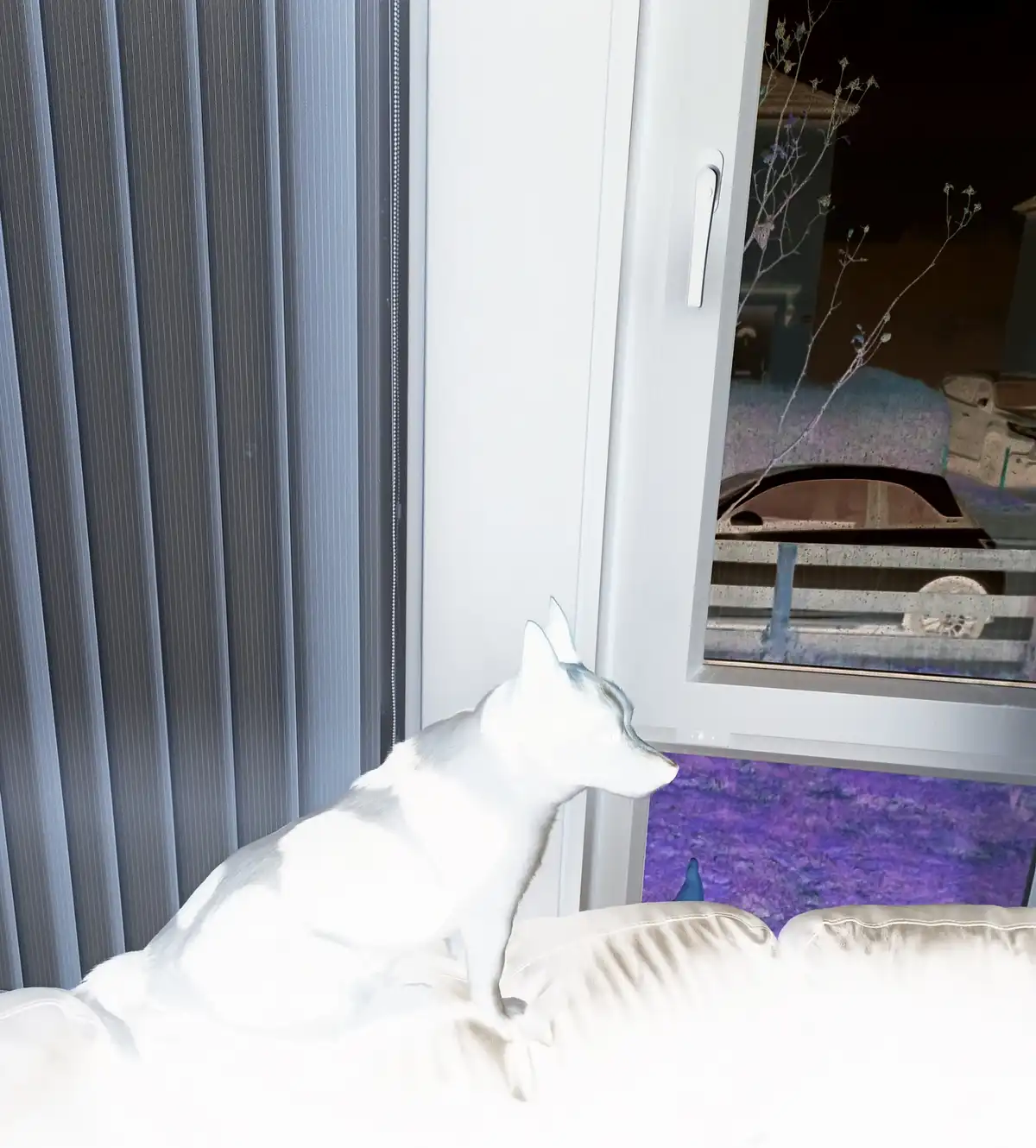 A white cat sits on a light-colored couch, looking out a window at night. The window shows a car and fence outside, with a…