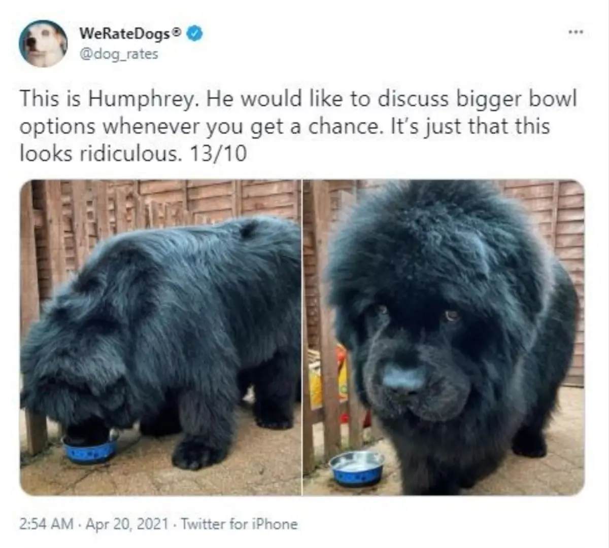 A split image shows a large, fluffy black dog named Humphrey eating from a tiny blue bowl on the left, and looking directly…