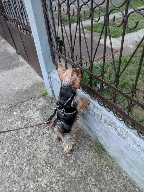 A small Yorkshire Terrier wearing a black harness and leash is standing on a concrete sidewalk, pressing its front paws…