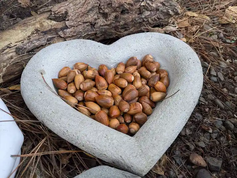 A heart-shaped stone planter filled with acorns sits on a bed of pine needles and dirt, with a log in the background. The…