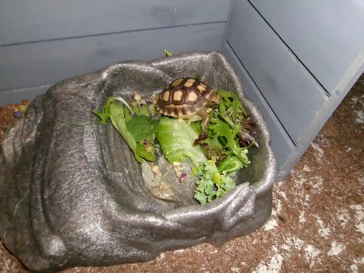 A small tortoise with a patterned shell is sitting in a gray, stone-like bowl filled with green leafy vegetables, appearing…