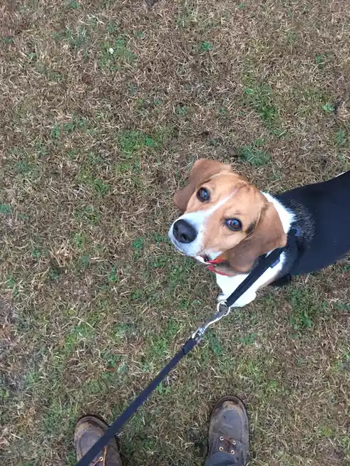 Celebrating Cake Day with This Adorable Beagle