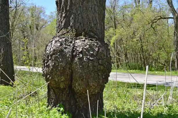 Forget About Pinecones and Acorns—Let's Celebrate Tree Burls!