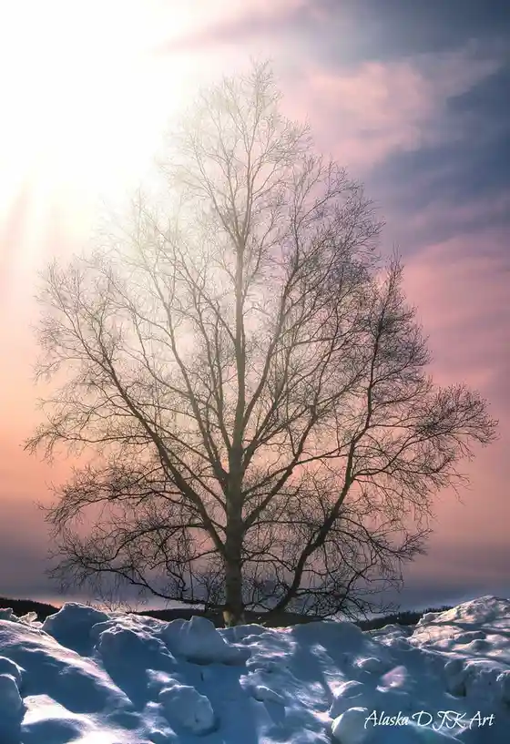A lone, leafless tree stands silhouetted against a vibrant pink and orange sunset sky, its bare branches reaching upward…
