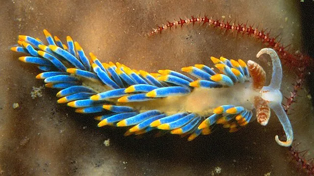 A vibrant blue and yellow sea slug with feathery appendages rests on a sandy ocean floor near a red, spiky sea creature. The…