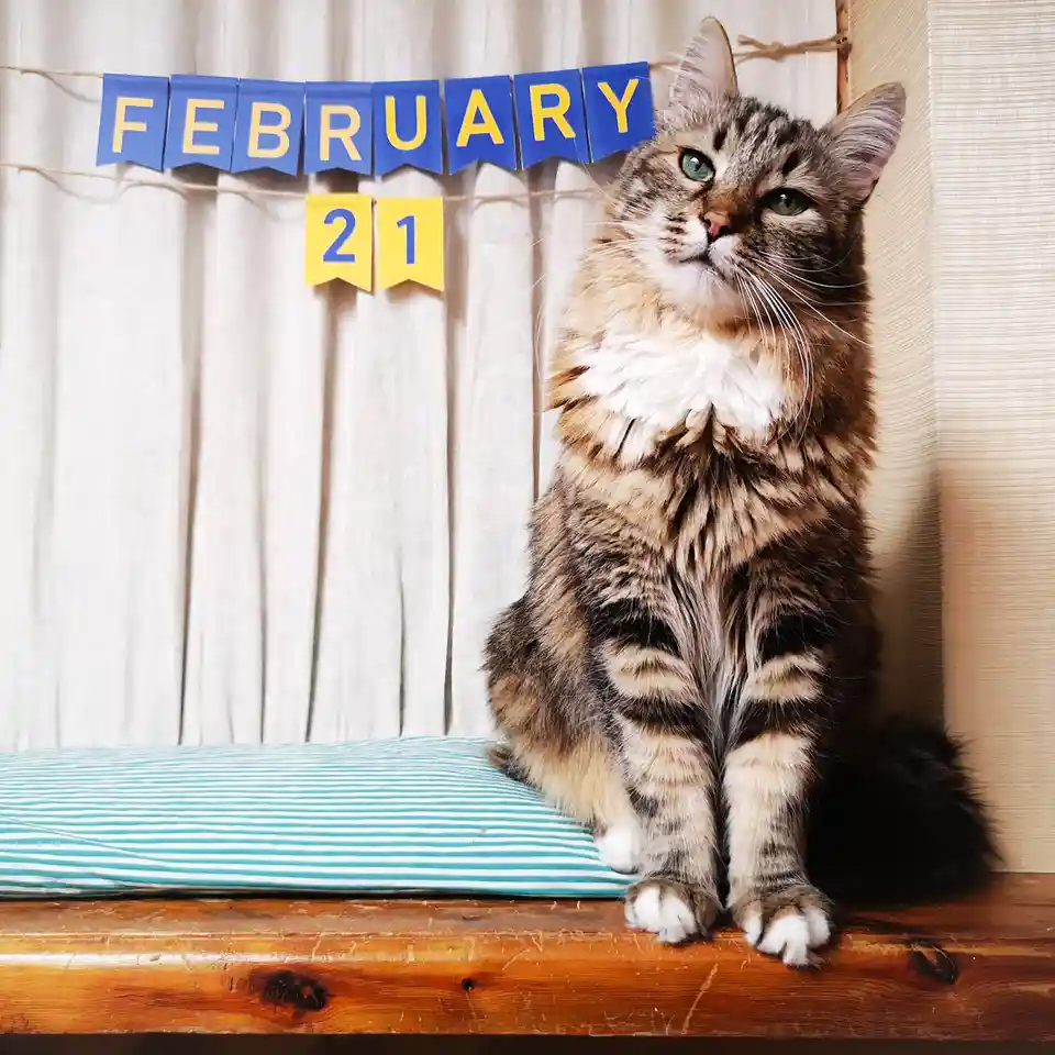 A fluffy tabby cat with green eyes sits upright on a wooden surface next to a striped pillow, looking upward with a bored or…