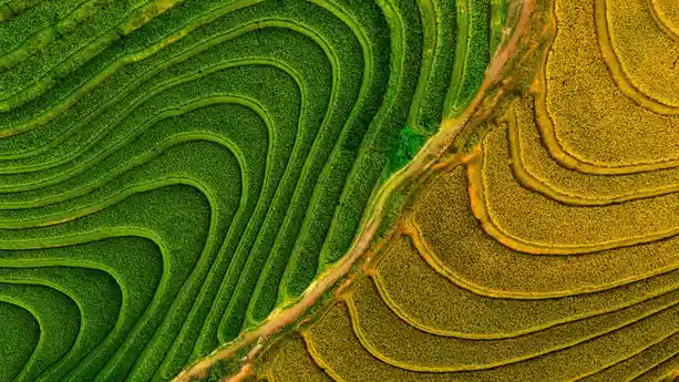 In northern Vietnam, a thousand acres of rice terraces rise from the mountainside. Newly planted green rice fields, still…