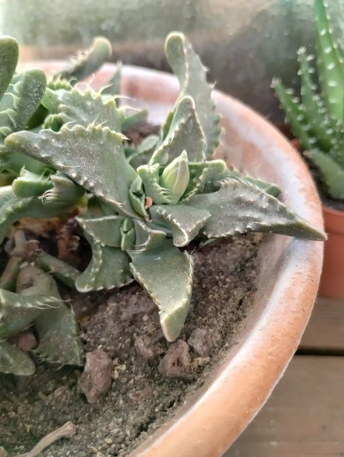 A close-up photo of a green, spiky succulent plant in a terracotta pot, with visible soil and small rocks. The plant has…