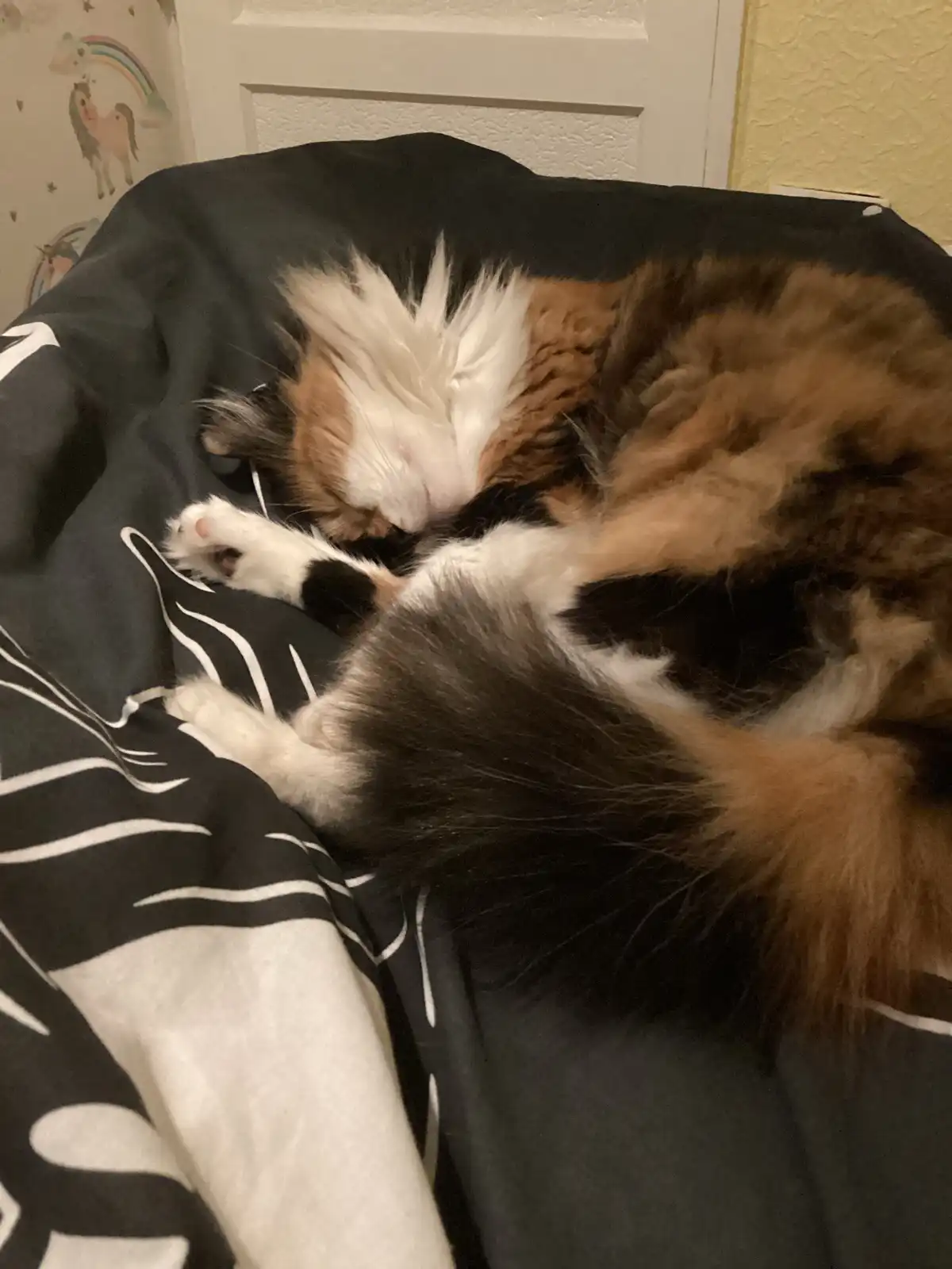A fluffy calico cat is curled up and sleeping soundly on a black and white patterned blanket, its paws tucked in and eyes…
