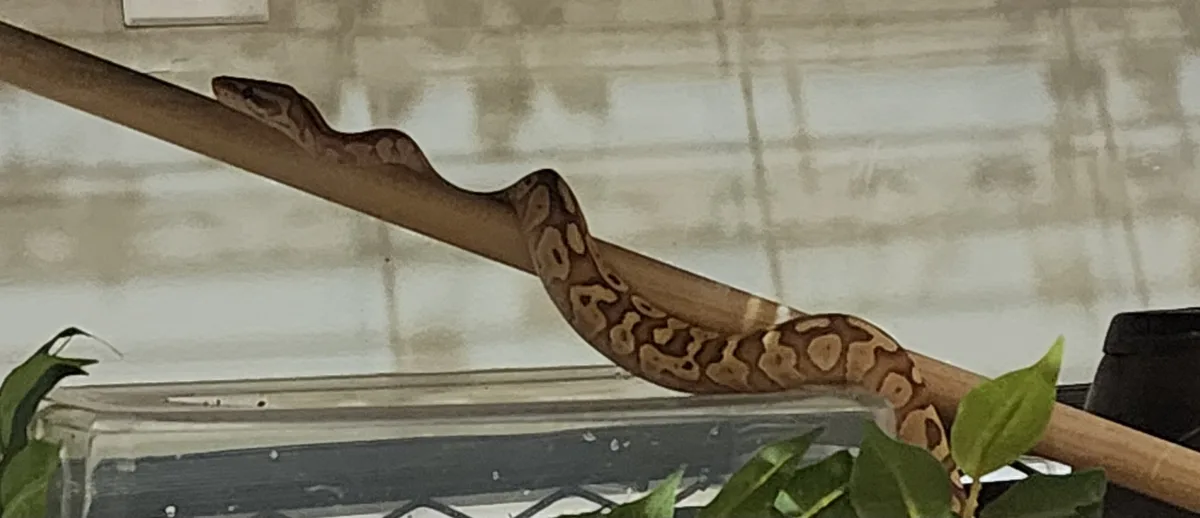 A brown and tan patterned snake is coiled around a wooden branch inside what appears to be a terrarium, with green leaves…