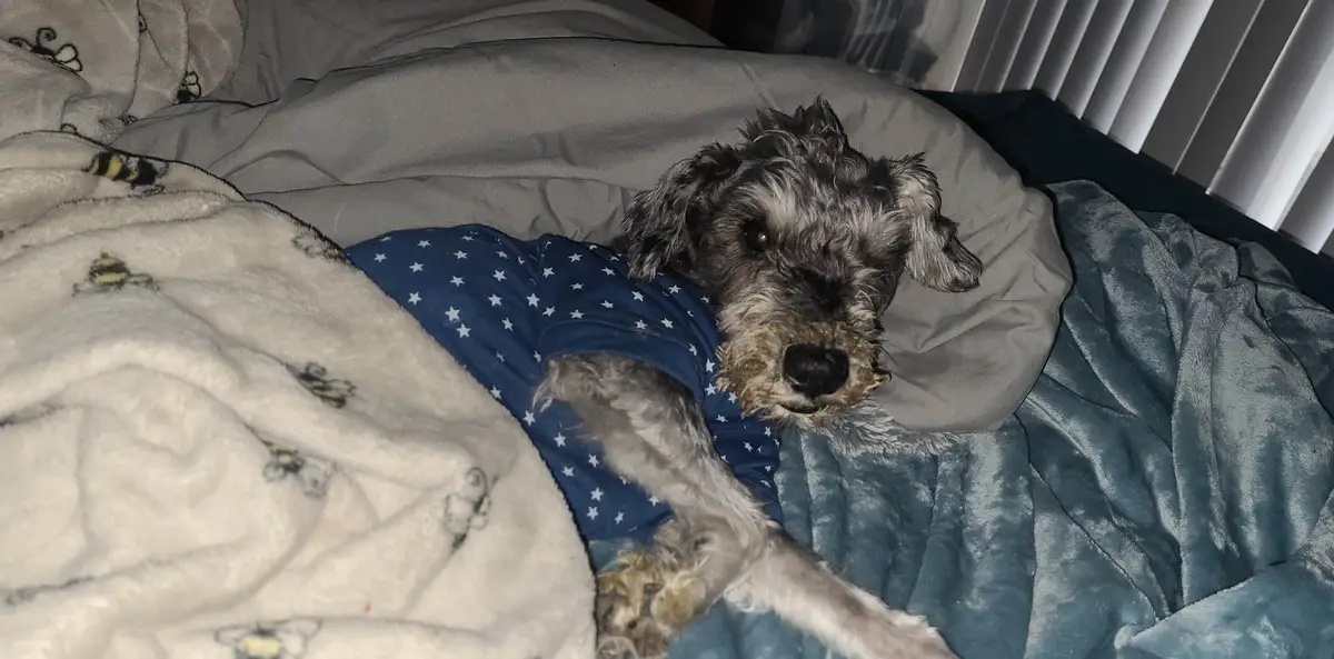 Elvis Rocking Cozy Sweaters