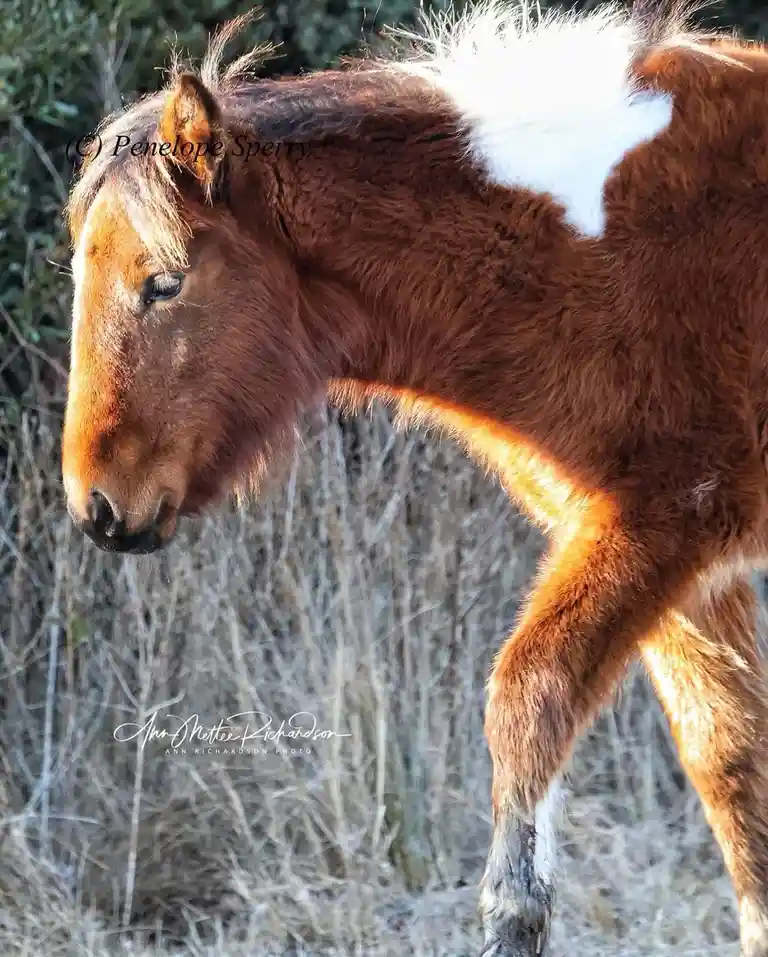 A brown foal with a white patch on its back stands in a field of dry grass, looking down with a calm expression. The…