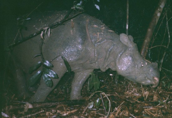 A low-resolution, grainy photo of a rhino in a dark, leafy forest at night, with branches and foliage partially obscuring…