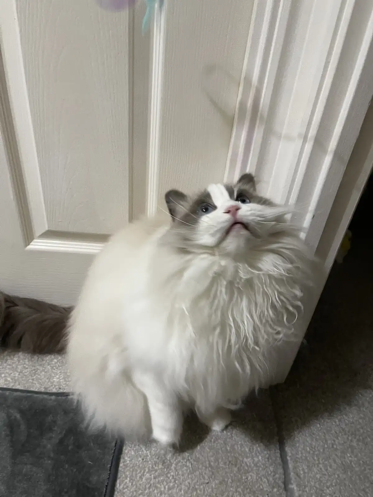 Muffin's Adventure with the Exciting New Toy