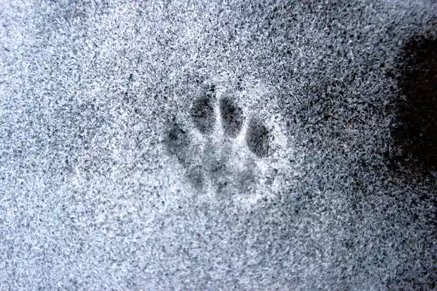 A close-up photo shows a single, clear animal paw print pressed into a textured, grayish-white snowy surface. The print has…