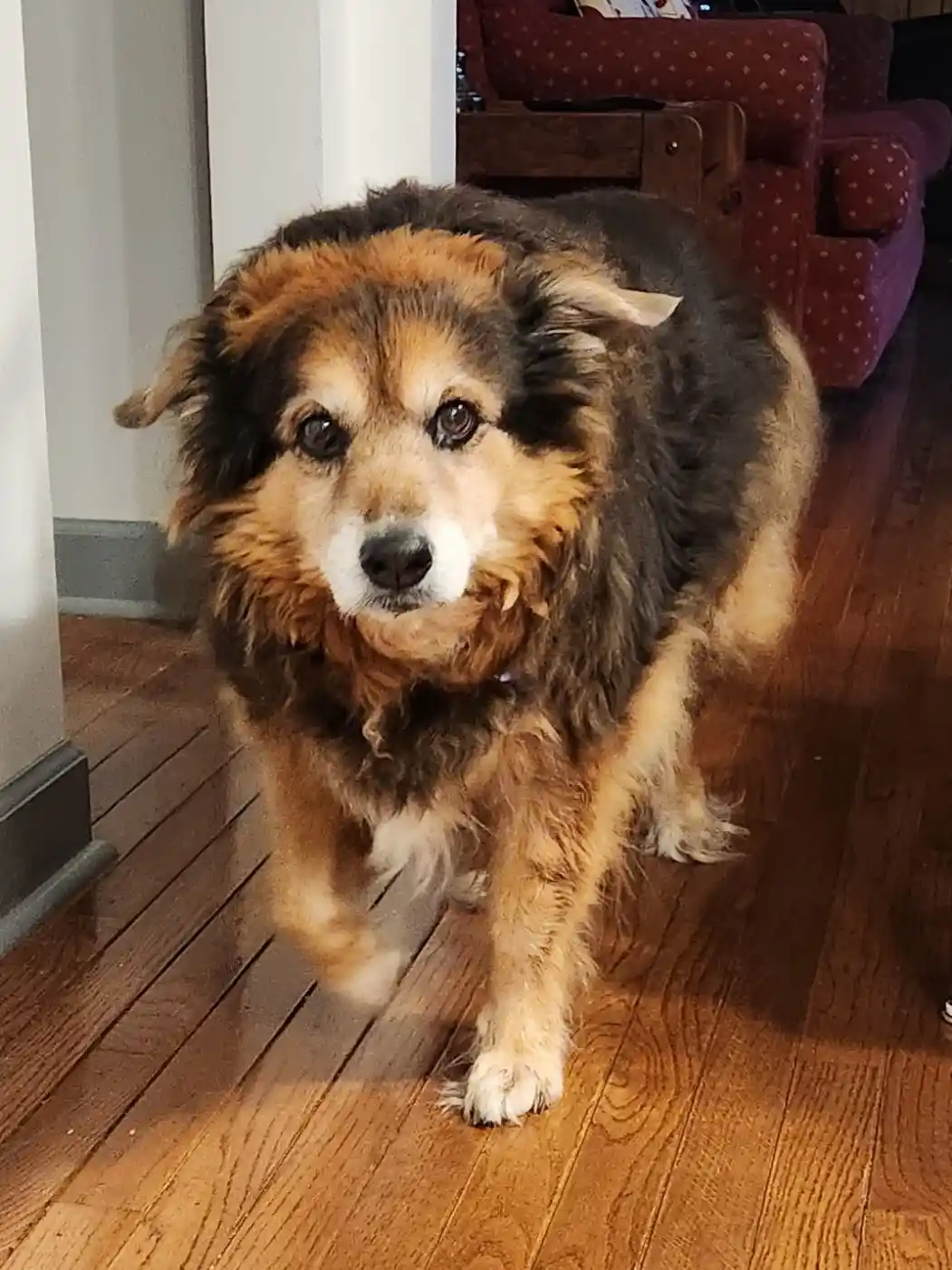 Peanut the Dog's Daily Adventures - Day 1592