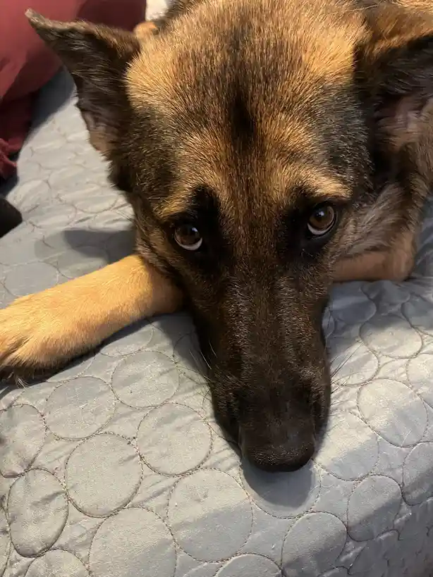 A close-up photo of a brown and black dog with large, sad-looking eyes looking directly at the camera, resting its head on a…