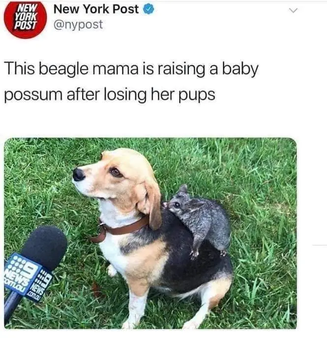 A beagle sits on grass with a small baby possum perched on its back, while a microphone from '9 News' is pointed at the dog…