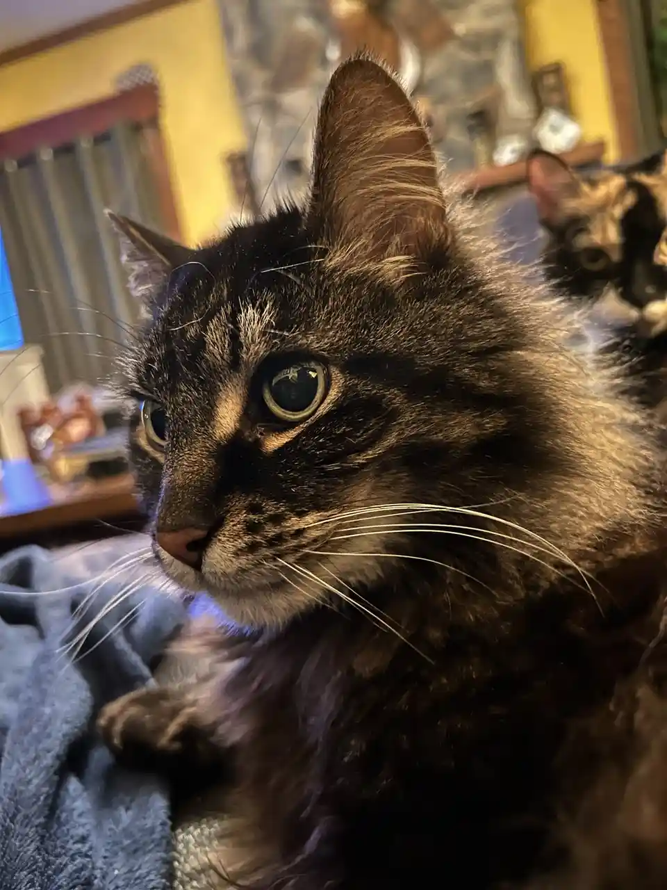 A close-up photo of a fluffy brown tabby cat with wide, expressive eyes looking off to the side, sitting on a blue blanket…