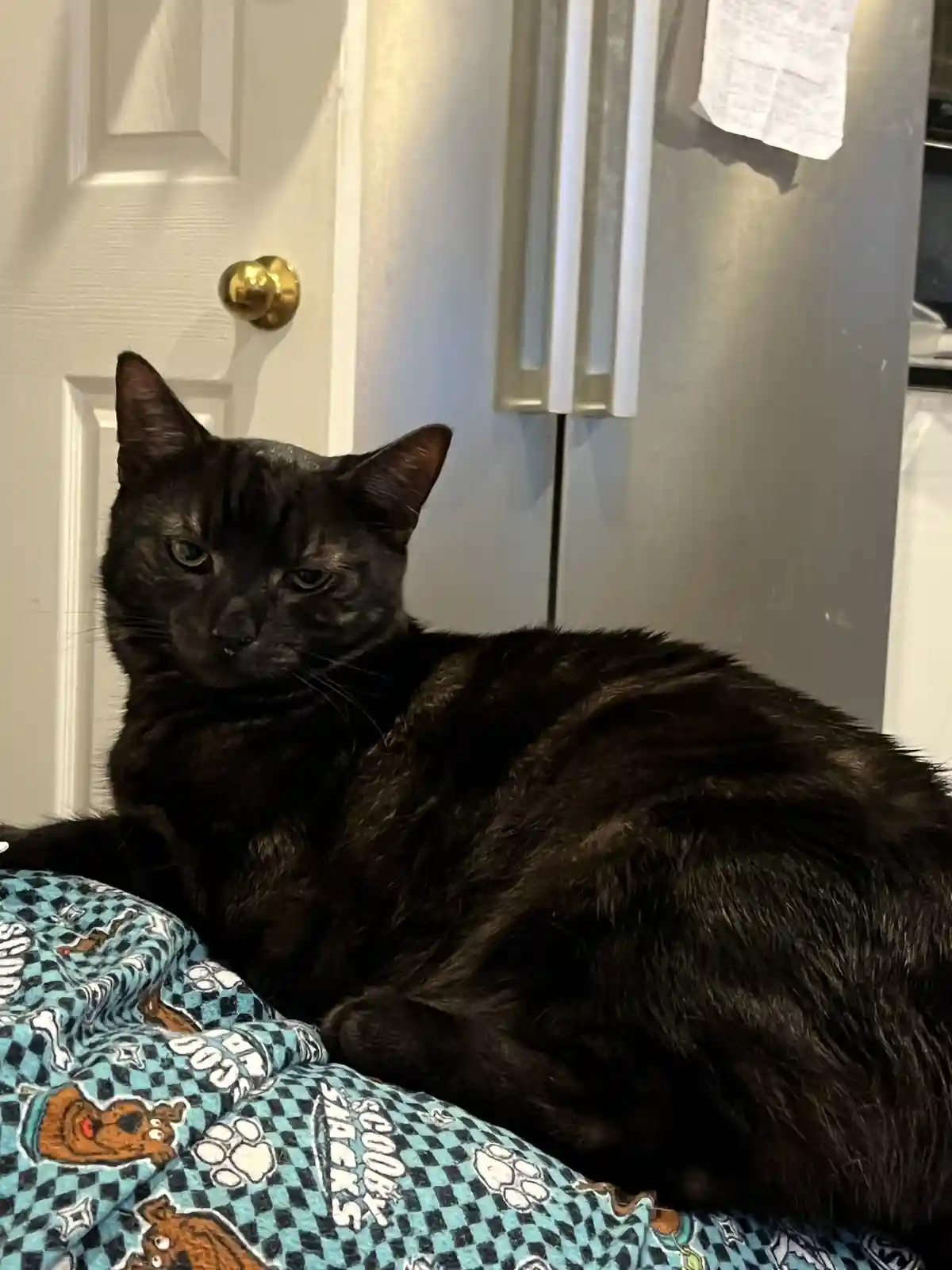 The Adorable Cat Chronicles