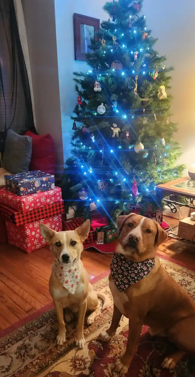 My Adorable Pups Celebrating Christmas!