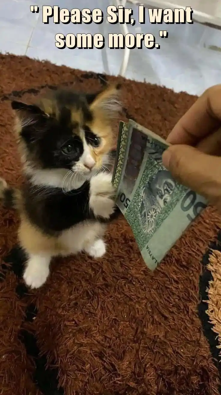 A small calico kitten with wide, pleading eyes stands on a brown shaggy rug, reaching up with one paw toward a human hand…