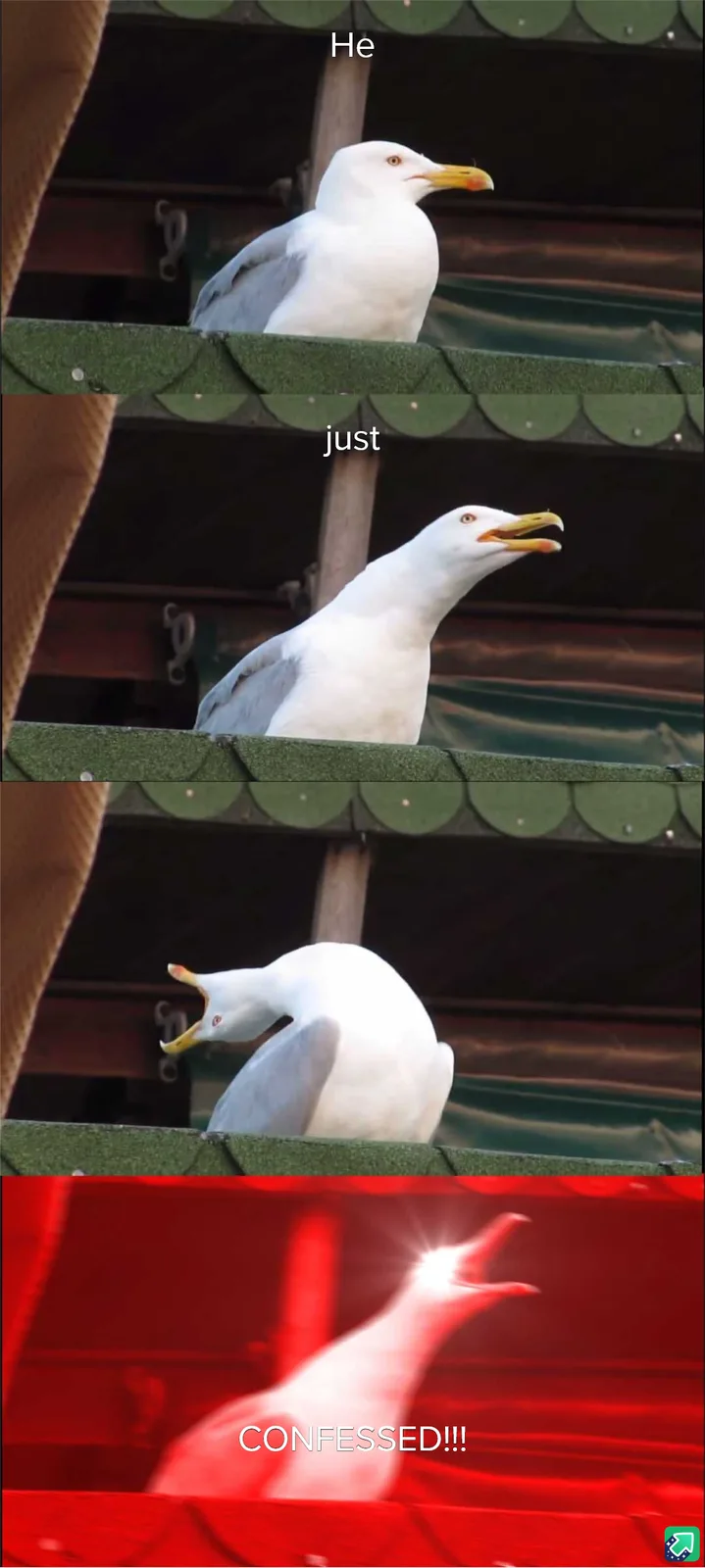 A three-panel meme shows a seagull in progressively more dramatic poses: first looking calm, then opening its beak as if…