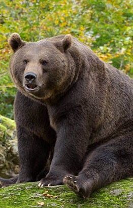 The bear that's just chilling.