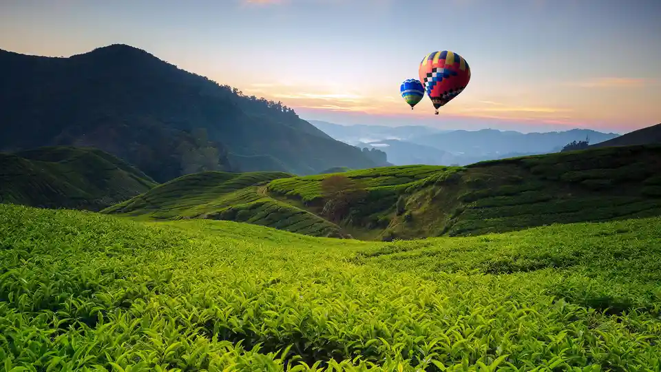 Lush green tea plantations, like a vibrant quilt, cover the rolling hills of central Malaysia's Cameron Highlands. From…