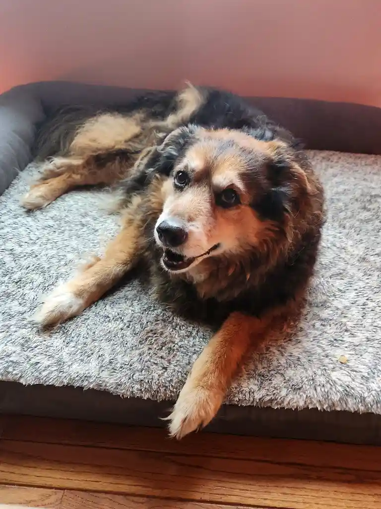 A fluffy, tri-colored dog with black, tan, and white fur lies relaxed on a grey, textured dog bed. The dog is looking…