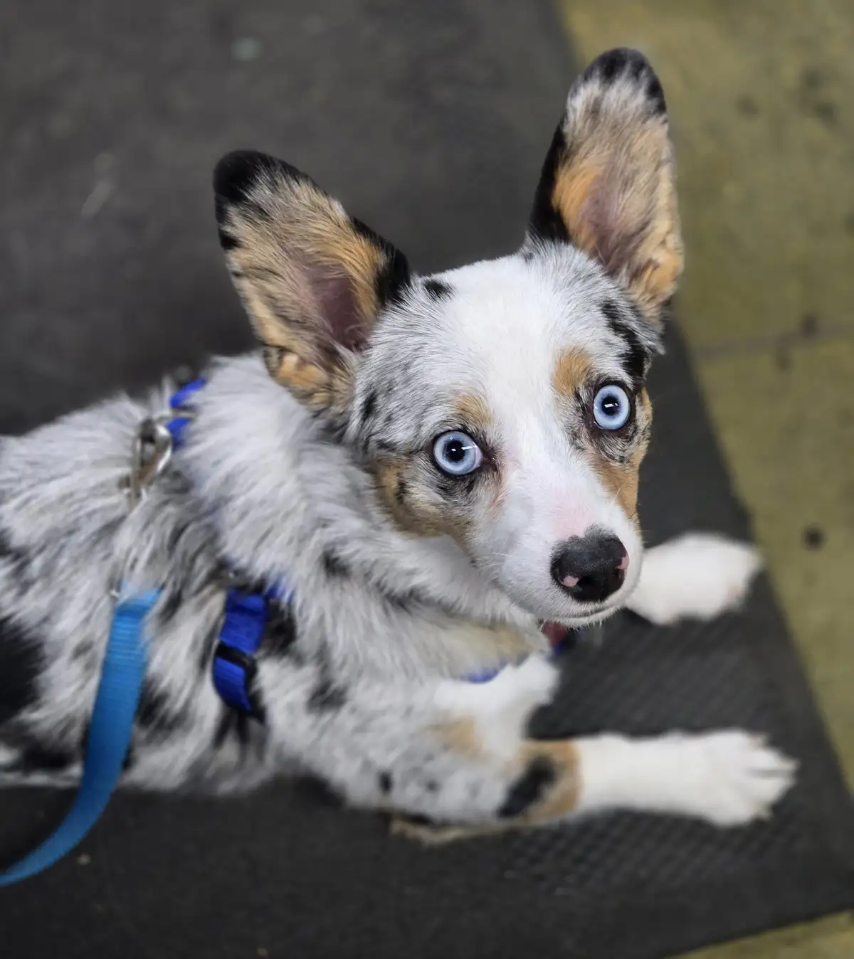 A close-up photo of a small, fluffy dog with striking blue eyes, white and black speckled fur, and tan markings around its…