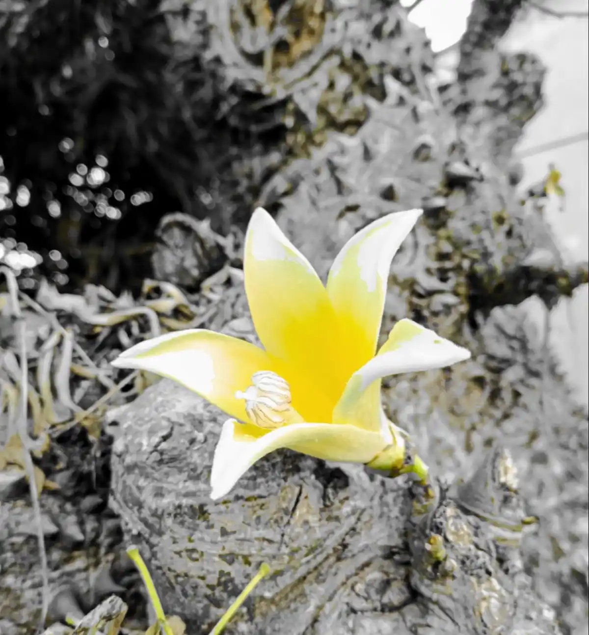 A Solitary Flower Standing Alone