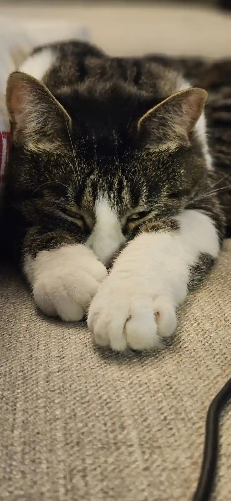 A tabby cat with white paws and a white chest is lying down on a beige textured surface, its eyes half-closed and its front…