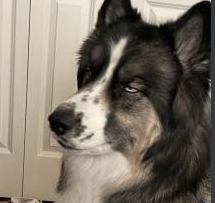 A close-up of a black and white dog with a tired, half-lidded expression, looking off to the side. The dog has fluffy fur…