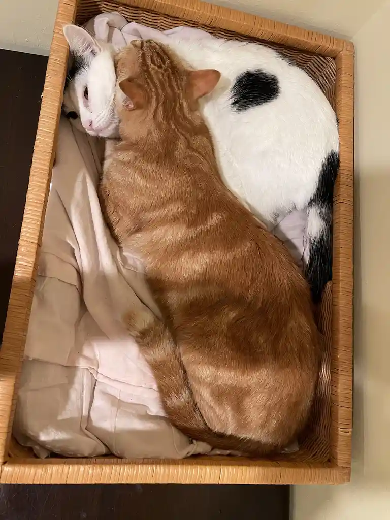 Two cats are curled up together in a wicker basket lined with soft fabric. One is a ginger tabby, and the other is a white…