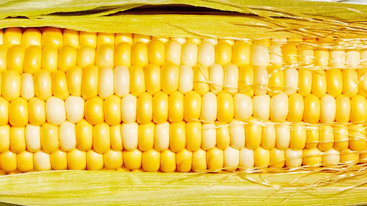 A close-up photo of a corn on the cob with yellow and white kernels visible, partially peeled back husk, and silk strands…