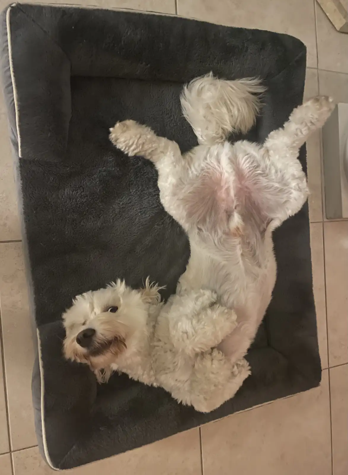 A small, fluffy white dog is lying on its back in a dark gray pet bed, exposing its belly and looking up with a relaxed…