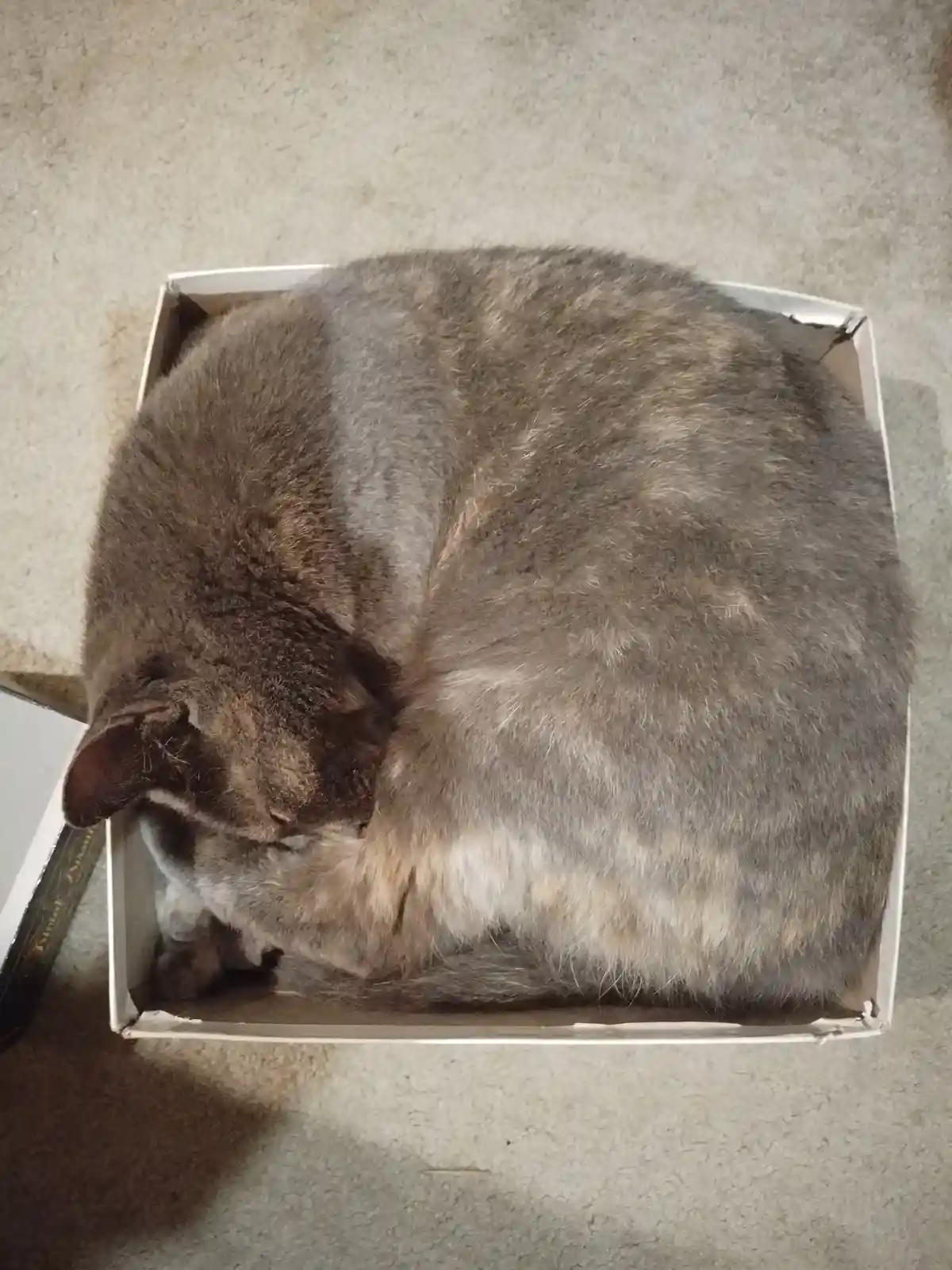 A fluffy gray cat is curled up tightly inside a white cardboard box, appearing to be sleeping or resting. The cat's body is…