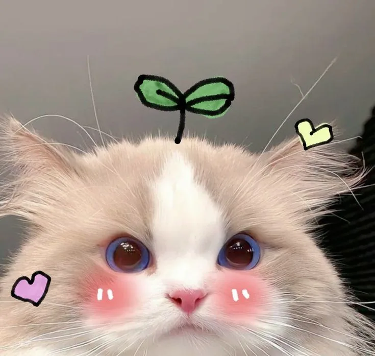A close-up of a fluffy, light-colored cat with large, expressive eyes and pink blush marks on its cheeks. Digital stickers…